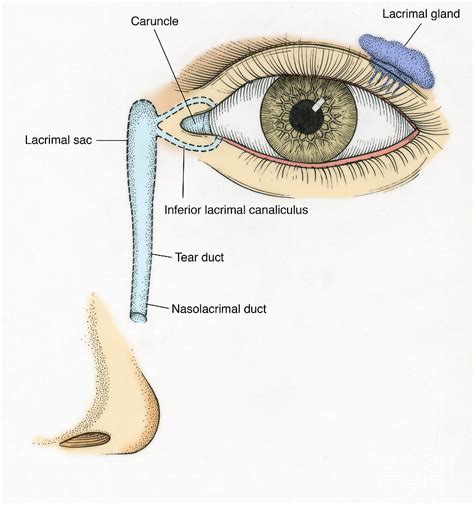 what is a tear duct